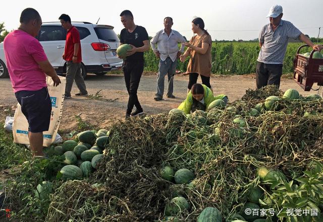 西瓜突然涨价 有收购商遭遇一天三涨